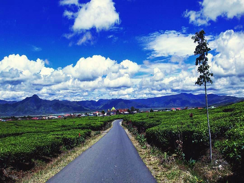Perkebunan Teh Kayu Aro Perkebunan Teh Kayu Aro